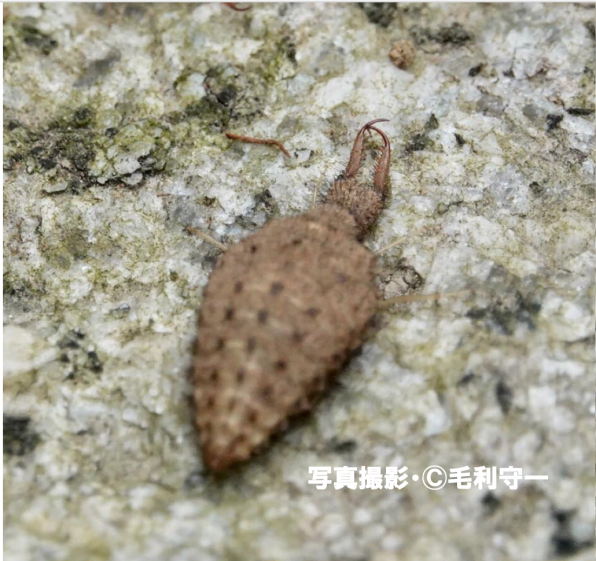 アリにとって入ったら地獄 幼虫の間に約80匹のアリを食べる蟻地獄 公式 石川流域生きものミュージアム 雨ふる大地の水辺保全ネットワーク アリにとって入ったら地獄 幼虫の間に約80匹のアリを食べる蟻地獄 公式 石川流域生きものミュージアム 雨ふる大地の水辺保全ネットワーク