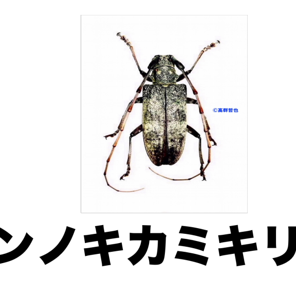標本箱 カミキリムシの仲間 公式 石川流域生きものミュージアム 雨ふる大地の水辺保全ネットワーク 標本箱 カミキリムシの仲間 公式 石川流域生きものミュージアム 雨ふる大地の水辺保全ネットワーク
