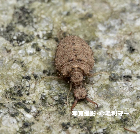 アリにとって入ったら地獄 幼虫の間に約８０匹のアリを食べる蟻地獄 公式 石川流域生きものミュージアム 雨ふる大地の水辺保全ネットワーク