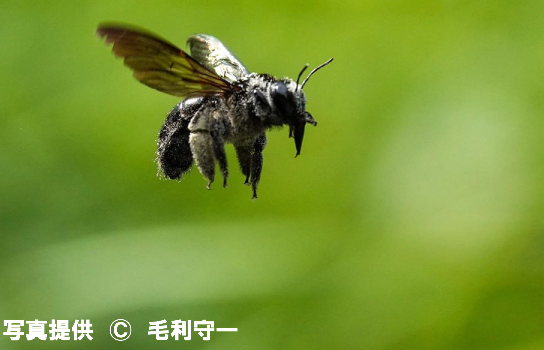 美麗昆虫標本 タイワンタケクマバチ ペア 安価 funleucemialinfoma.org