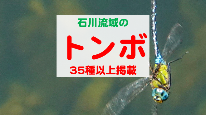 トンボ類 公式 石川流域生きものミュージアム 雨ふる大地の水辺保全ネットワーク