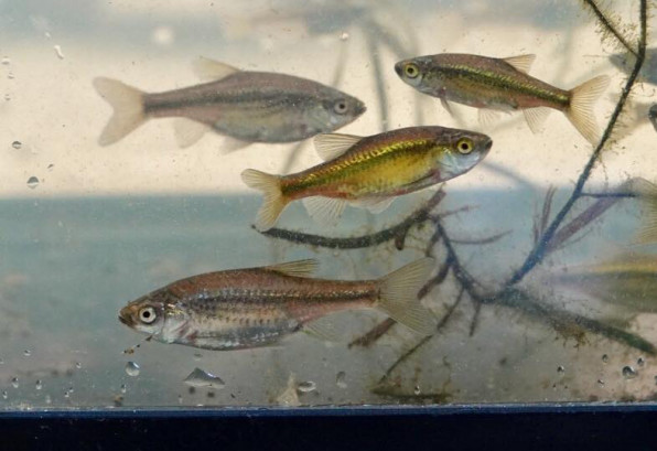 カワバタモロコ 公式 石川流域生きものミュージアム 雨ふる大地の水辺保全ネットワーク