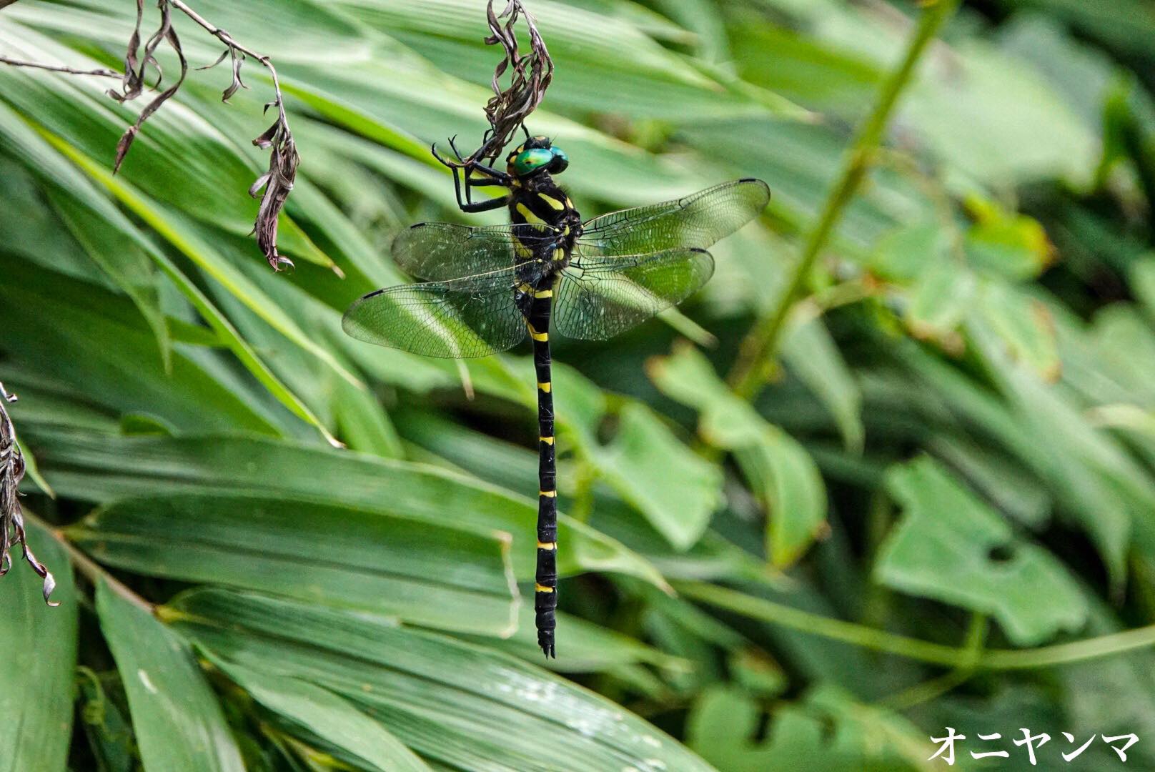 オニヤンマは抜群の飛行能カを誇る昆虫 雨ふる大地の水辺保全ネットワーク
