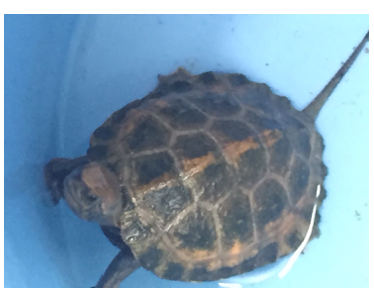 石川流域で最も珍しいカメを調査せよ！ | ［公式］石川流域生きもの