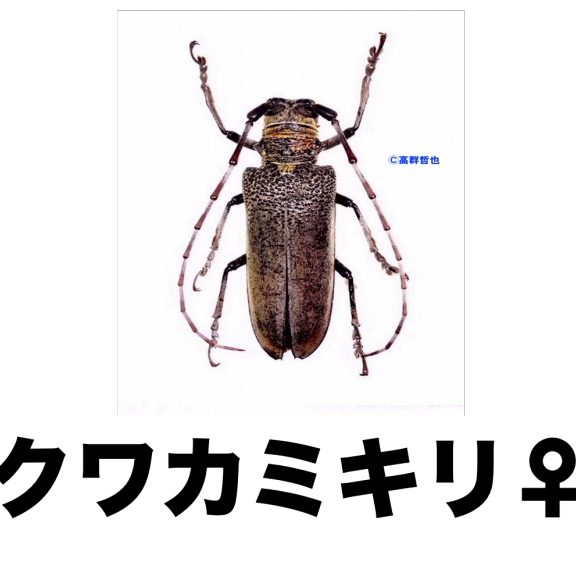 最も好ましい かみきり虫 カミキリムシの幼虫 最も好ましい かみきり虫 カミキリムシの幼虫