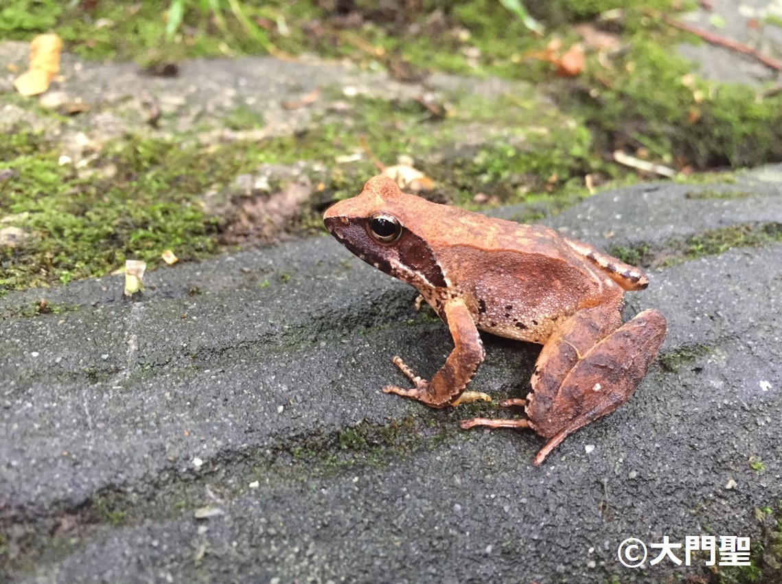 ヤマアカガエル 公式 石川流域生きものミュージアム 雨ふる大地の水辺保全ネットワーク