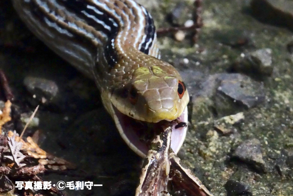 どうしてヘビは自分より大きい獲物を食べることができるの 公式 石川流域生きものミュージアム 雨ふる大地の水辺保全ネットワーク