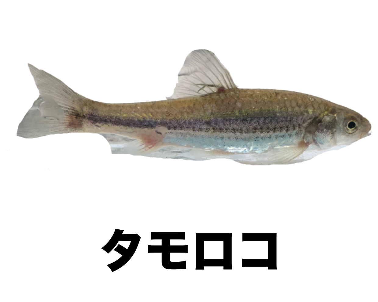 タモロコ 公式 石川流域生きものミュージアム 雨ふる大地の水辺保全ネットワーク