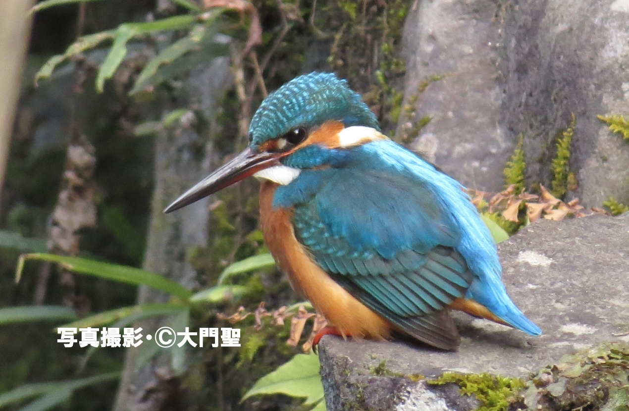 題名　カワセミ BORG72FLによるカワセミのドアップ② 2020/02/03 : 中川光学研究