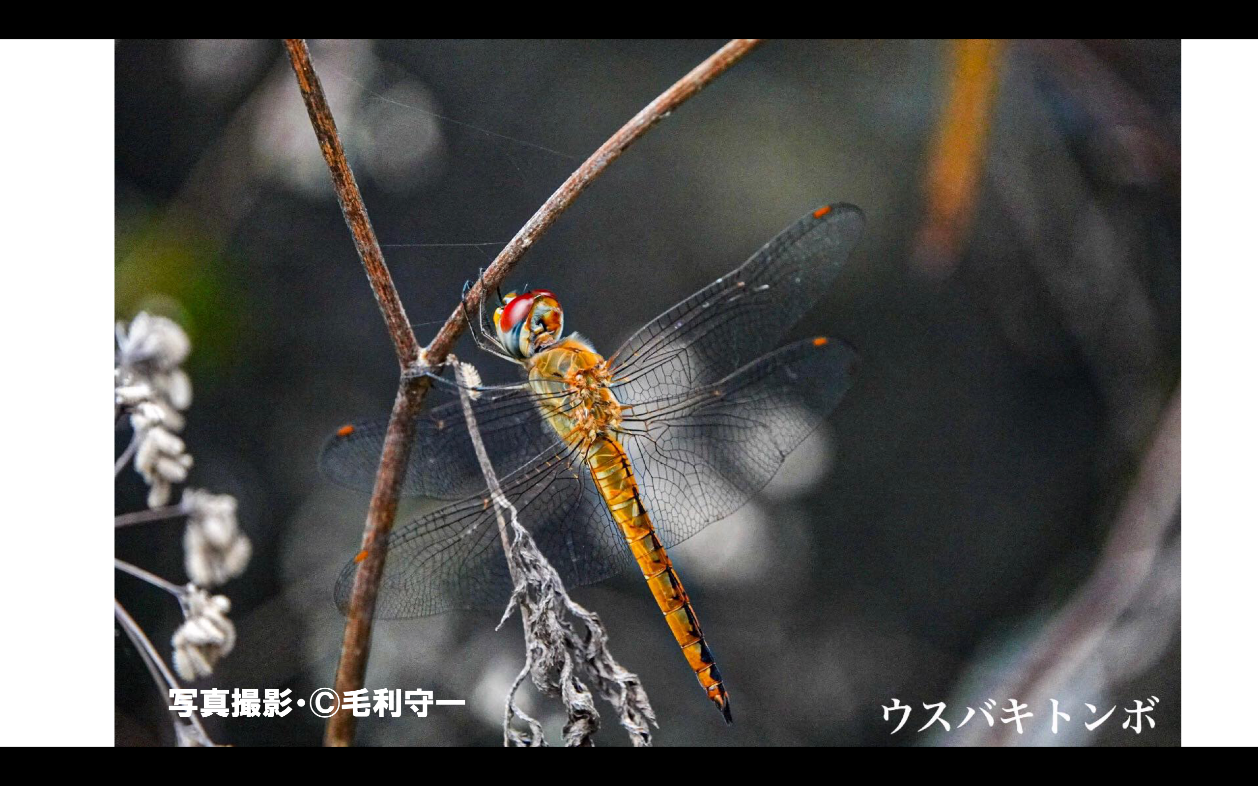 秋を代表する生きもの 赤とんぼ 公式 石川流域生きものミュージアム 雨ふる大地の水辺保全ネットワーク