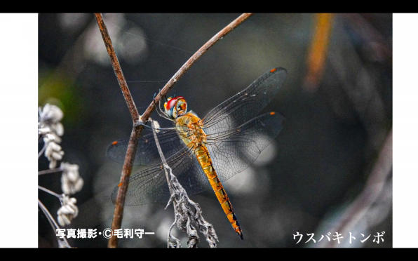 暑い夏を避暑地ですごす トンボ 雨ふる大地の水辺保全ネットワーク