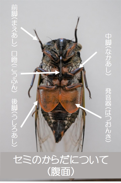 せみのようきゅう セミ特集！ | ［公式］石川流域生きものミュージアム・雨ふる