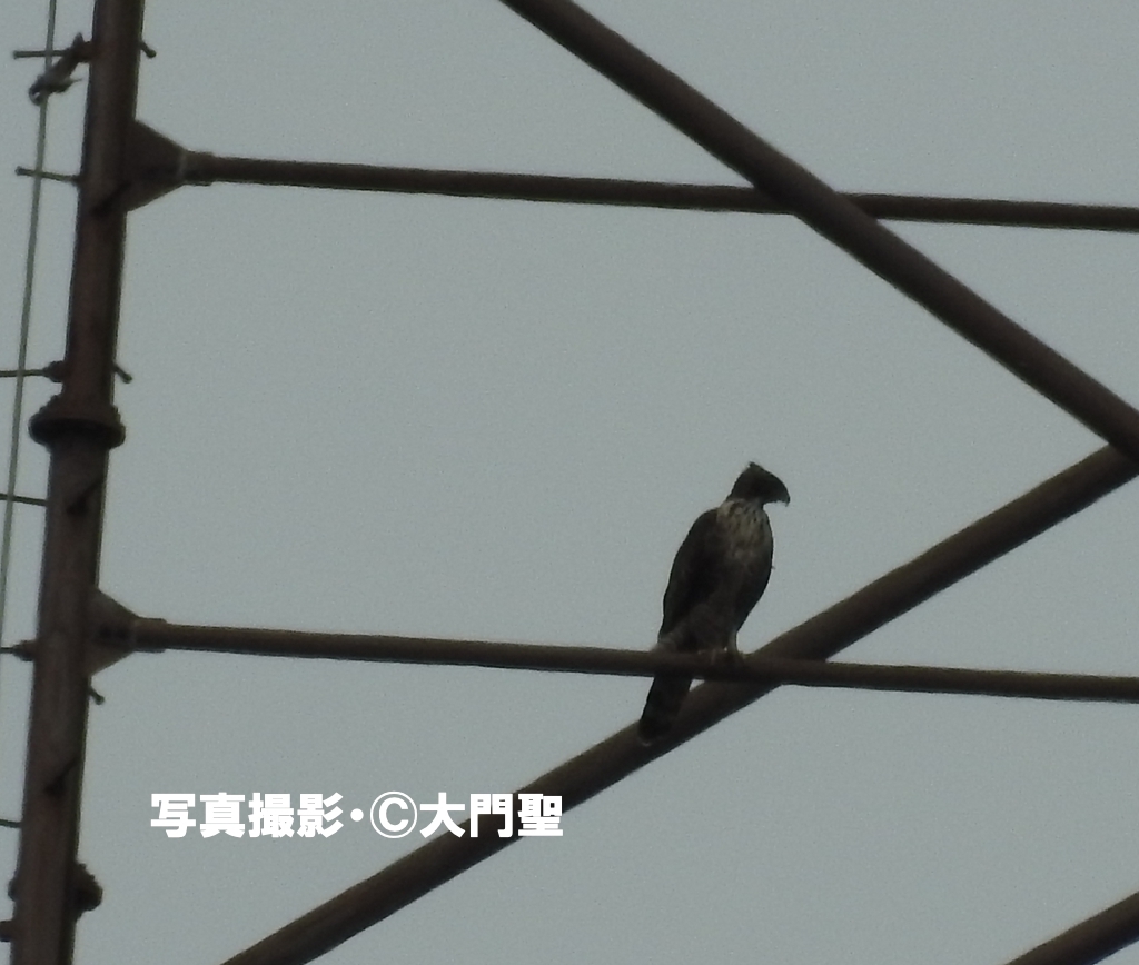 クマタカ | ［公式］石川流域生きものミュージアム・雨ふる大地