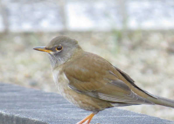 シロハラ 20221226sirohara-2-220x165.jpg