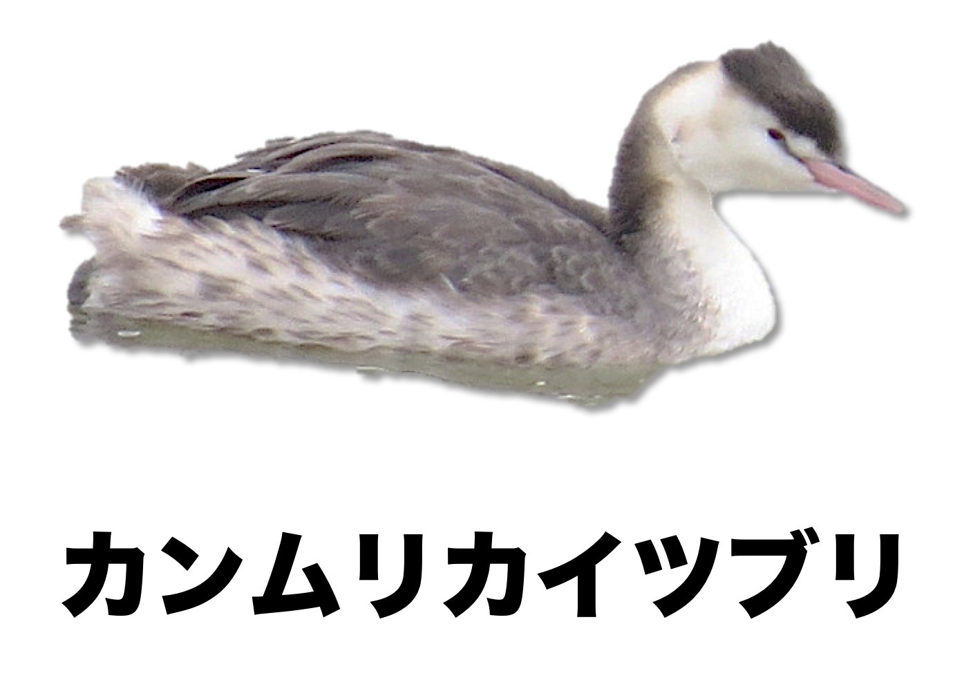 カンムリカイツブリ | ［公式］石川流域生きものミュージアム・雨ふる