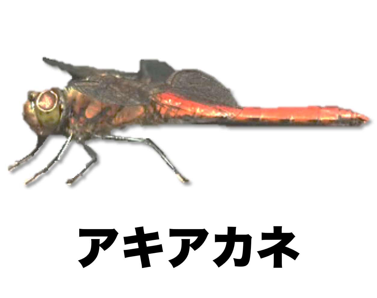 アキアカネ | ［公式］石川流域生きものミュージアム・雨ふる大地の