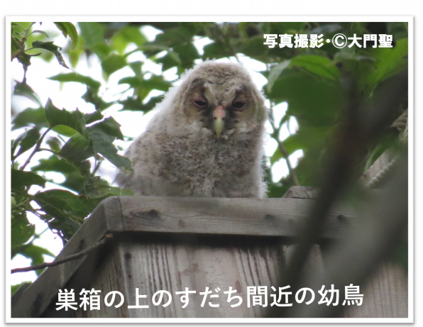 あなたの身近にもフクロウがいる！ | ［公式］石川流域生きもの