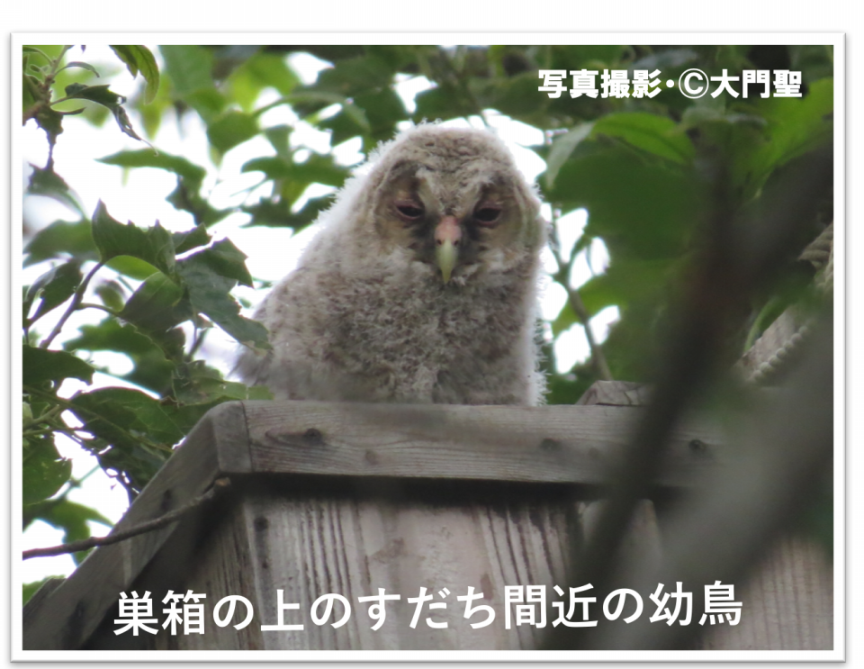 あなたの身近にもフクロウがいる 公式 石川流域生きものミュージアム 雨ふる大地の水辺保全ネットワーク