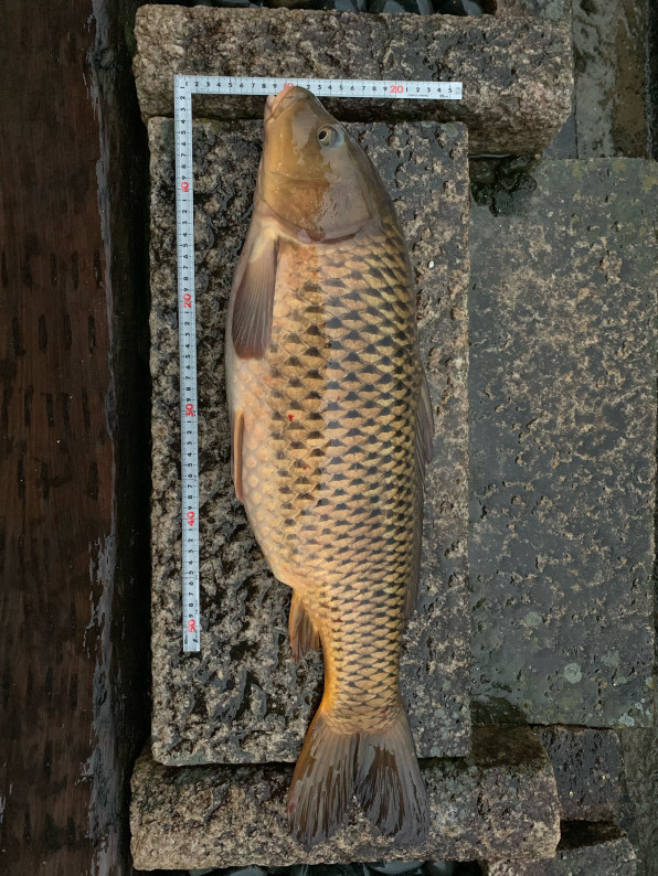 川魚 料理入門 まずは 素揚げ 公式 石川流域生きものミュージアム 雨ふる大地の水辺保全ネットワーク