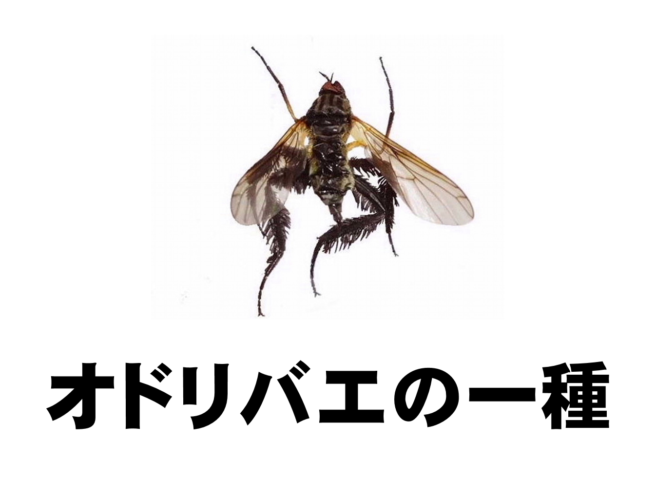 23 オドリバエの一種 [公式]石川流域生きものミュージアム・雨ふる大地の水辺保全ネットワーク