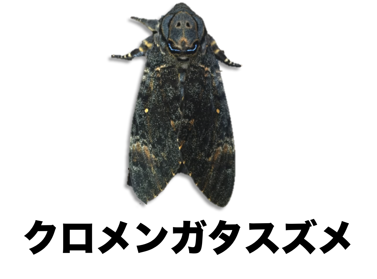 昆虫標本｠クロメンガタスズメ - 虫類用品