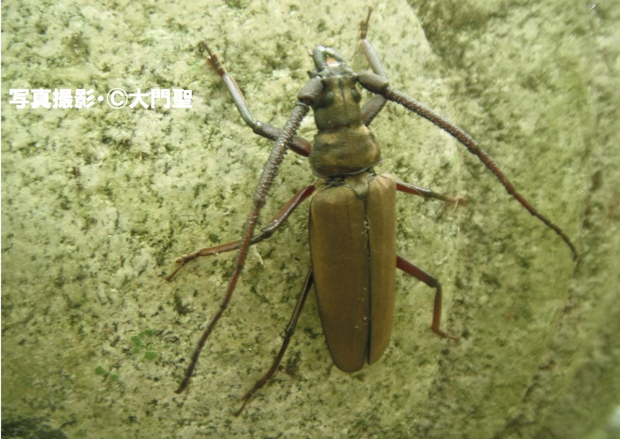 ミヤマカミキリ | ［公式］石川流域生きものミュージアム・雨ふる大地の水辺保全ネットワーク