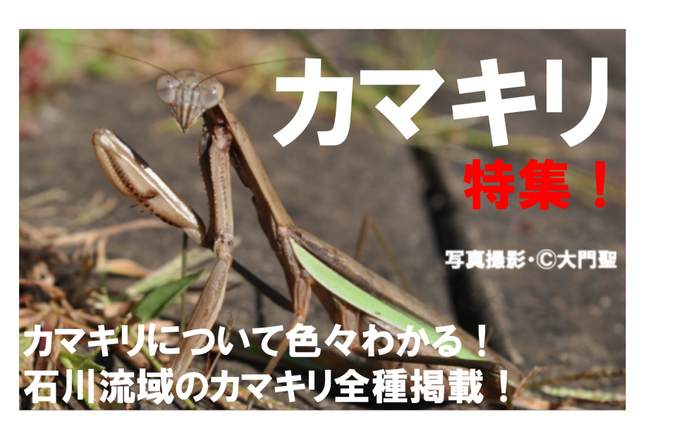 カマキリ特集 公式 石川流域生きものミュージアム 雨ふる大地の水辺保全ネットワーク