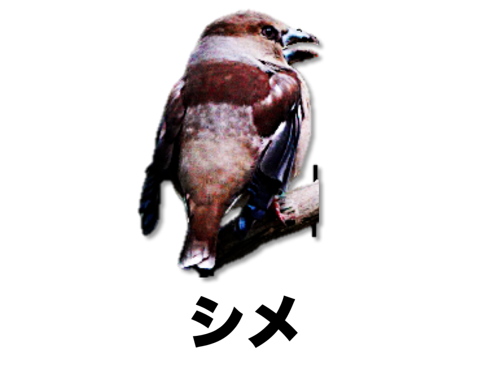 狭山池で冬に見られる野鳥 公式 石川流域生きものミュージアム 雨ふる大地の水辺保全ネットワーク 狭山池で冬に見られる野鳥 公式 石川流域生きものミュージアム 雨ふる大地の水辺保全ネットワーク