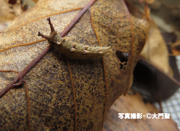 オオムラサキの越冬幼虫を探す 雨ふる大地の水辺保全ネットワーク