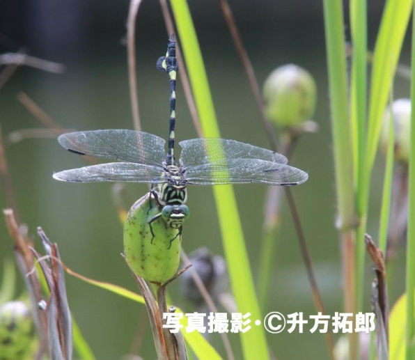 ウチワヤンマ 公式 石川流域生きものミュージアム 雨ふる大地の水辺保全ネットワーク