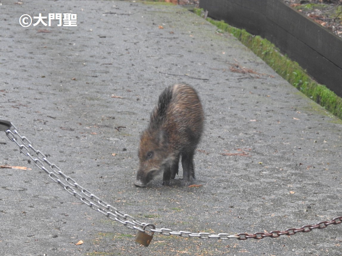ニホンイノシシ 公式 石川流域生きものミュージアム 雨ふる大地の水辺保全ネットワーク