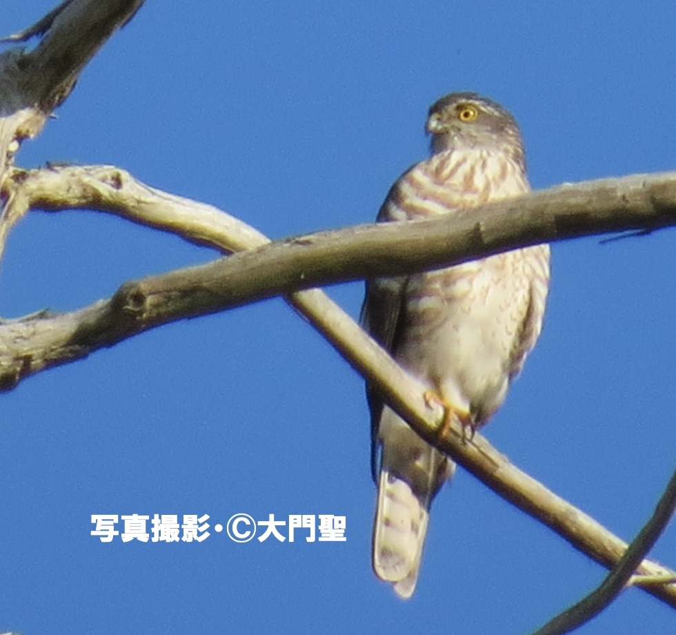 タカの渡り 特集 公式 石川流域生きものミュージアム 雨ふる大地の水辺保全ネットワーク