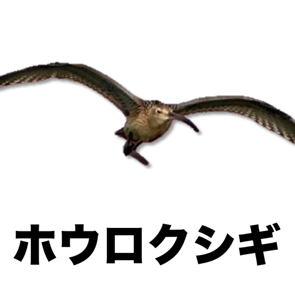 野鳥類 Tokotoko生き物図鑑 ページ5 公式 石川流域生きものミュージアム 雨ふる大地の水辺保全ネットワーク