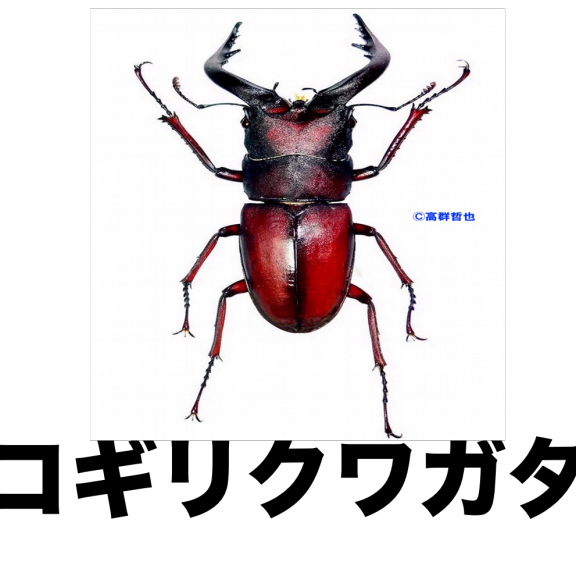 標 クワガタムシ センチコガネ 公式 石川流域生きものミュージアム 雨ふる大地の水辺保全ネットワーク