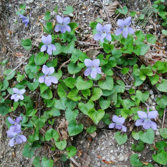 植物図鑑 雨ふる大地の水辺保全ネットワーク