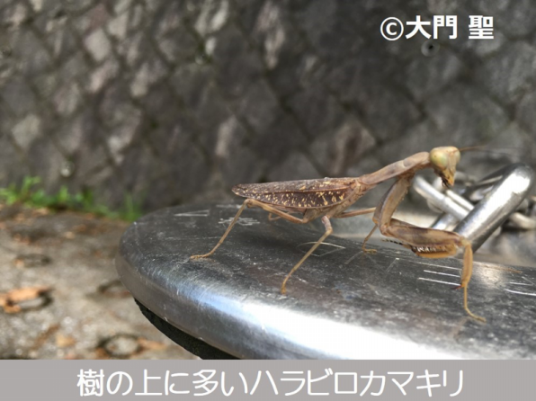 カマキリ特集！ | ［公式］石川流域生きものミュージアム・雨ふる大地の水辺保全ネットワーク