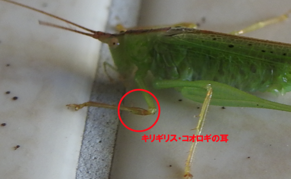 秋 鳴く虫 公式 石川流域生きものミュージアム 雨ふる大地の水辺保全ネットワーク