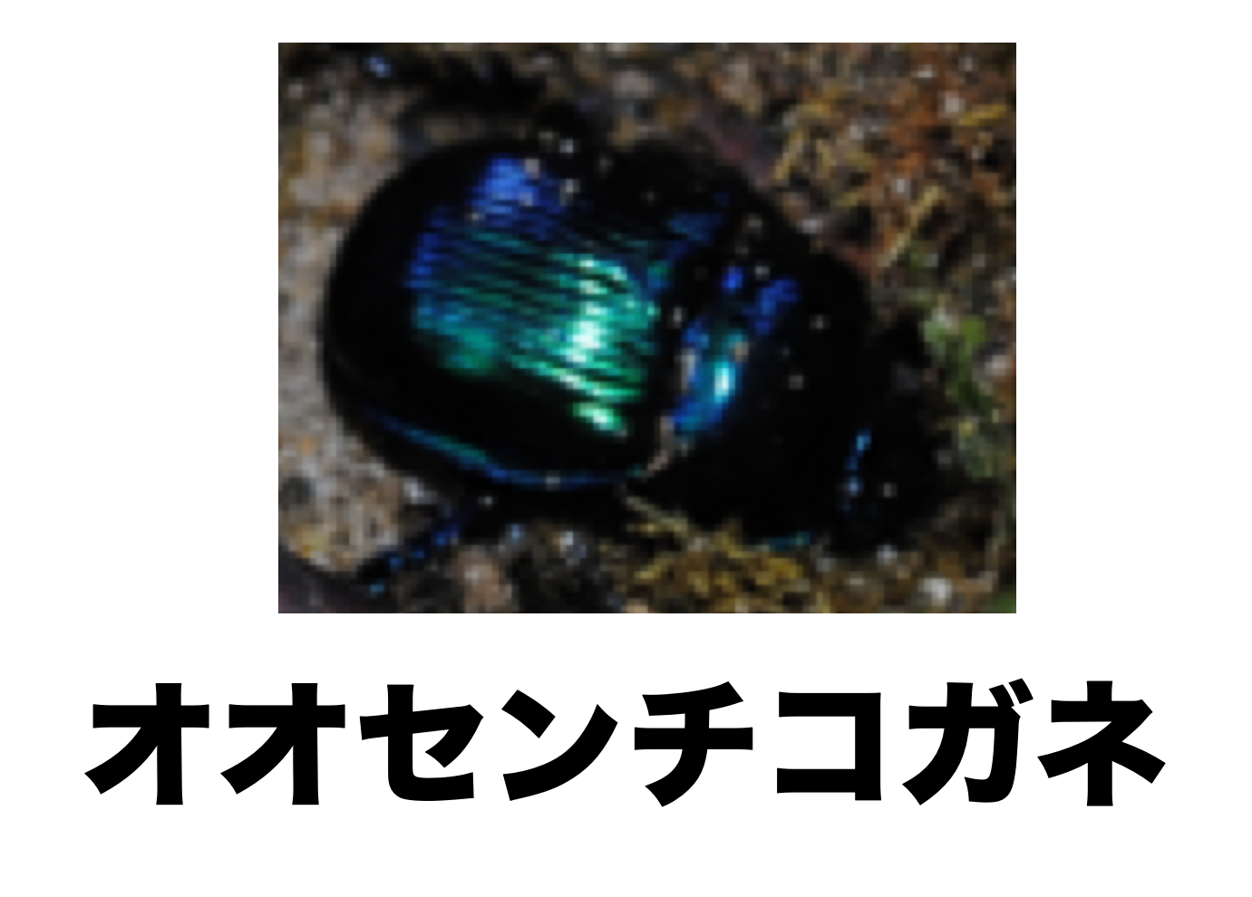 オオセンチコガネ | ［公式］石川流域生きものミュージアム・雨ふる