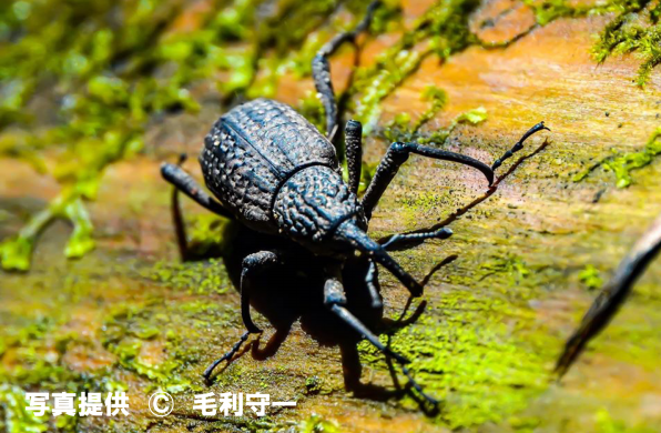 オオゾウムシ 公式 石川流域生きものミュージアム 雨ふる大地の水辺保全ネットワーク