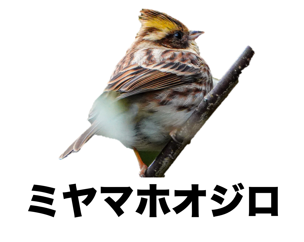 ウグイス、ホウジロ、メジロ用品 ウグイス、ホウジロ、メジロ用品