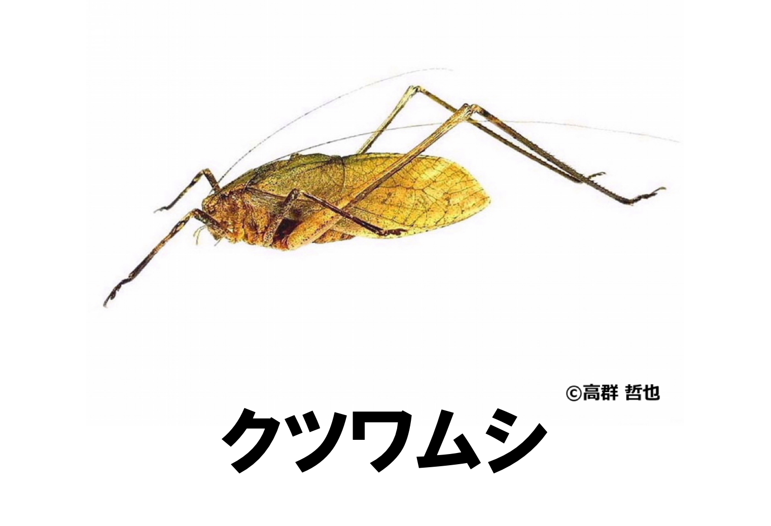 クツワムシ | ［公式］石川流域生きものミュージアム・雨ふる大地の