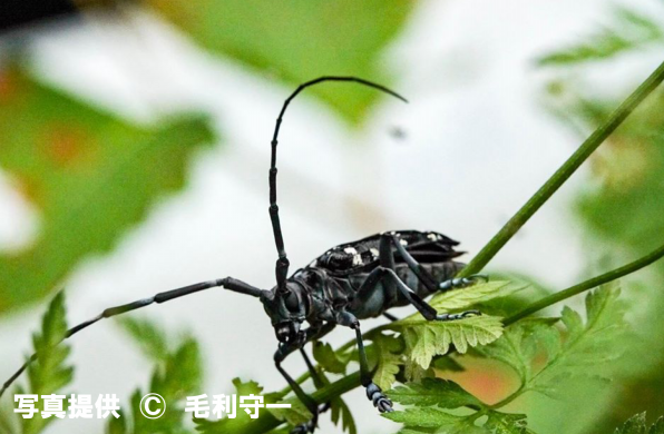 ゴマダラカミキリ 雨ふる大地の水辺保全ネットワーク