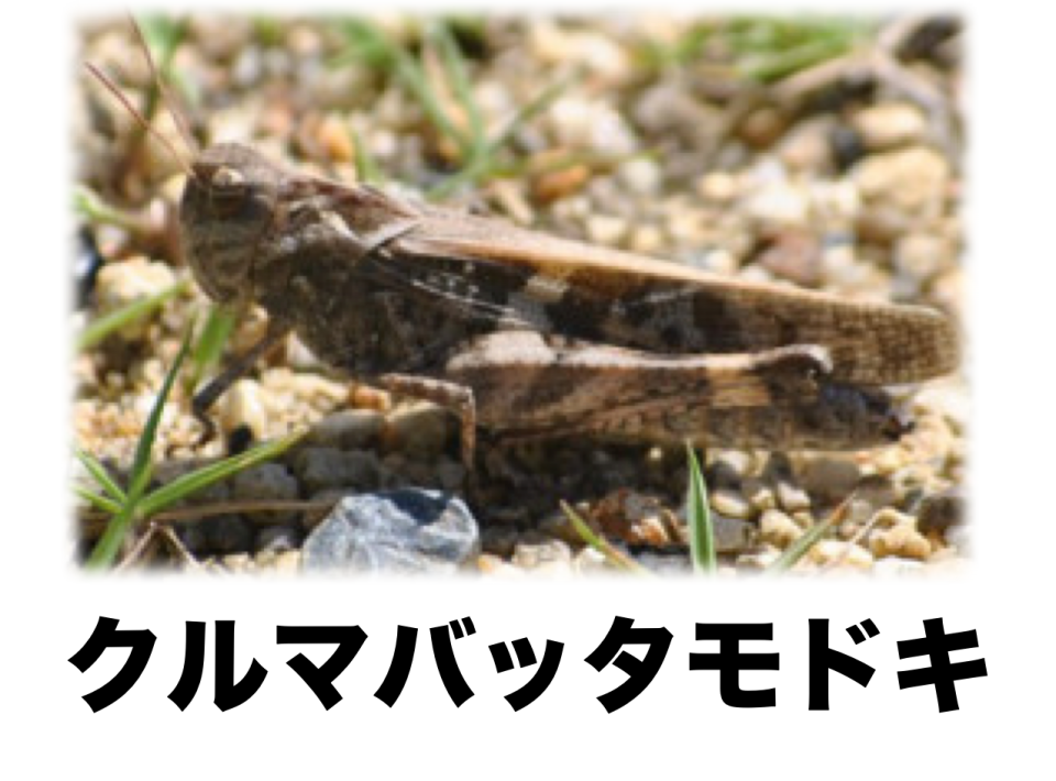 パピリオブッダ（オス、インドニルギリ産） <0729z蝶標本> 榛名