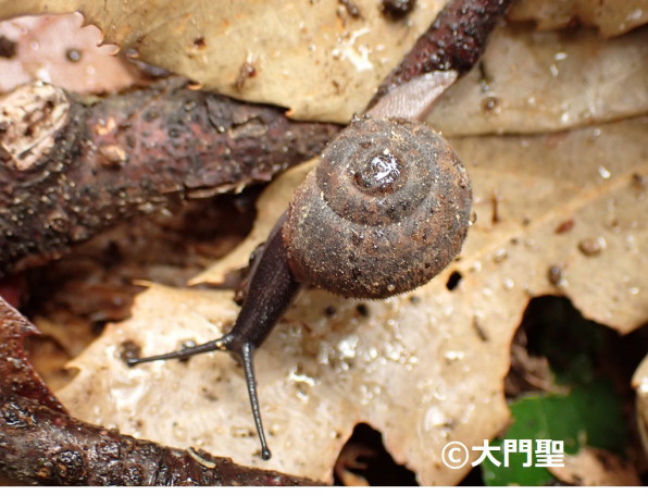 ケハダビロウドマイマイ 雨ふる大地の水辺保全ネットワーク