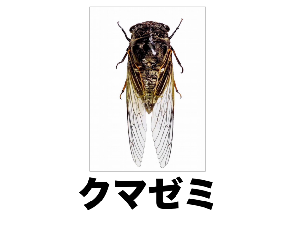 2 クマゼミ | ［公式］石川流域生きものミュージアム・雨ふる大地の