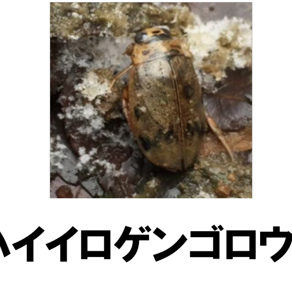 年06月の記事一覧 ページ11 公式 石川流域生きものミュージアム 雨ふる大地の水辺保全ネットワーク