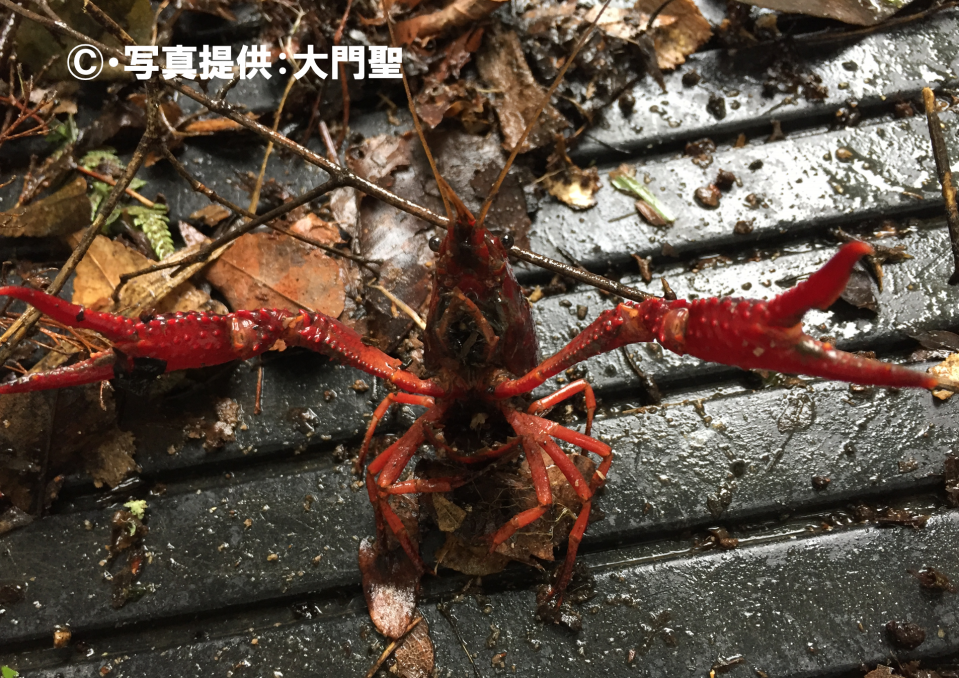 アメリカザリガニ アメリカザリガニ科 公式 石川流域生きものミュージアム 雨ふる大地の水辺保全ネットワーク