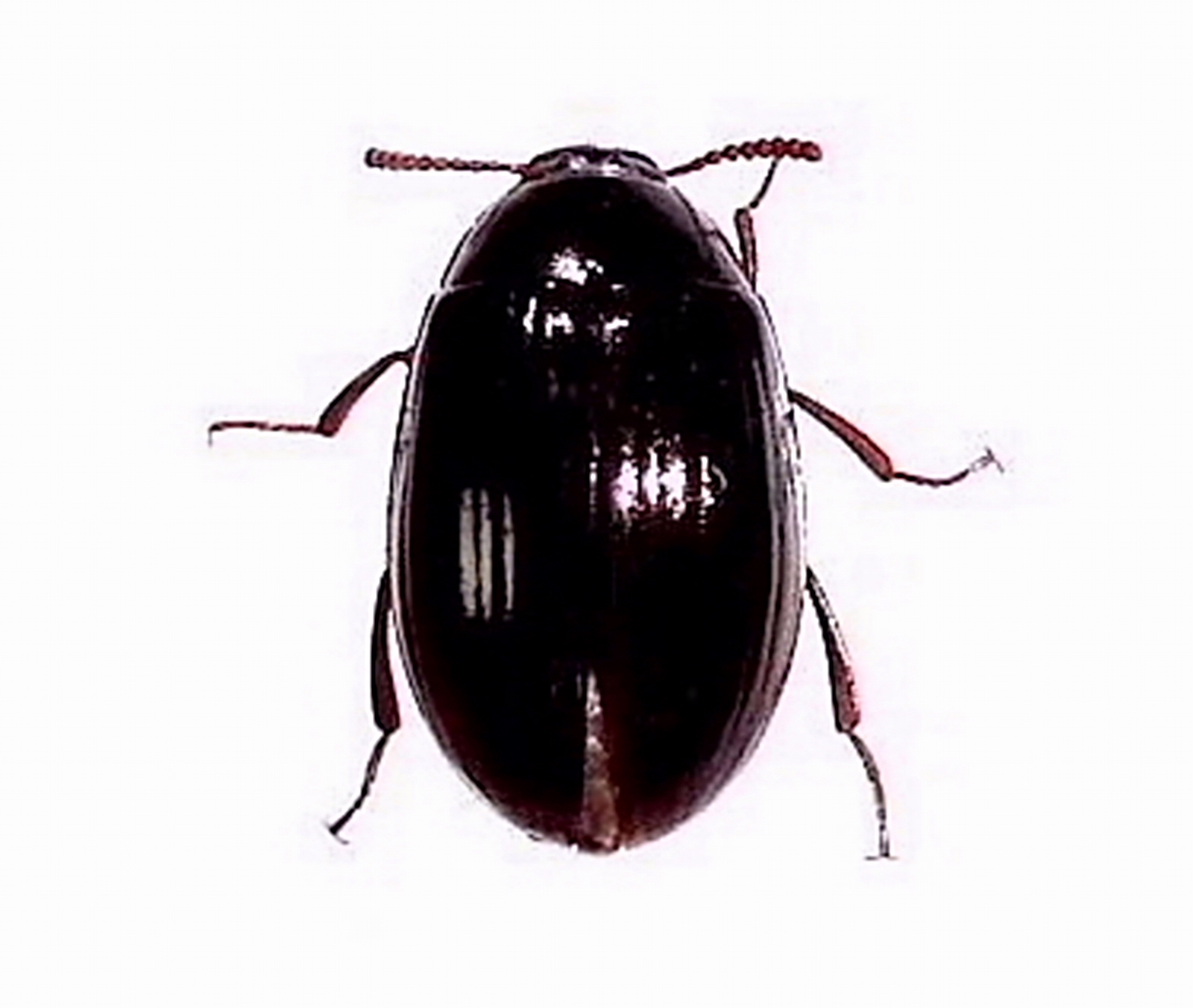 18 マルツヤニジゴミムシ | ［公式］石川流域生きものミュージアム