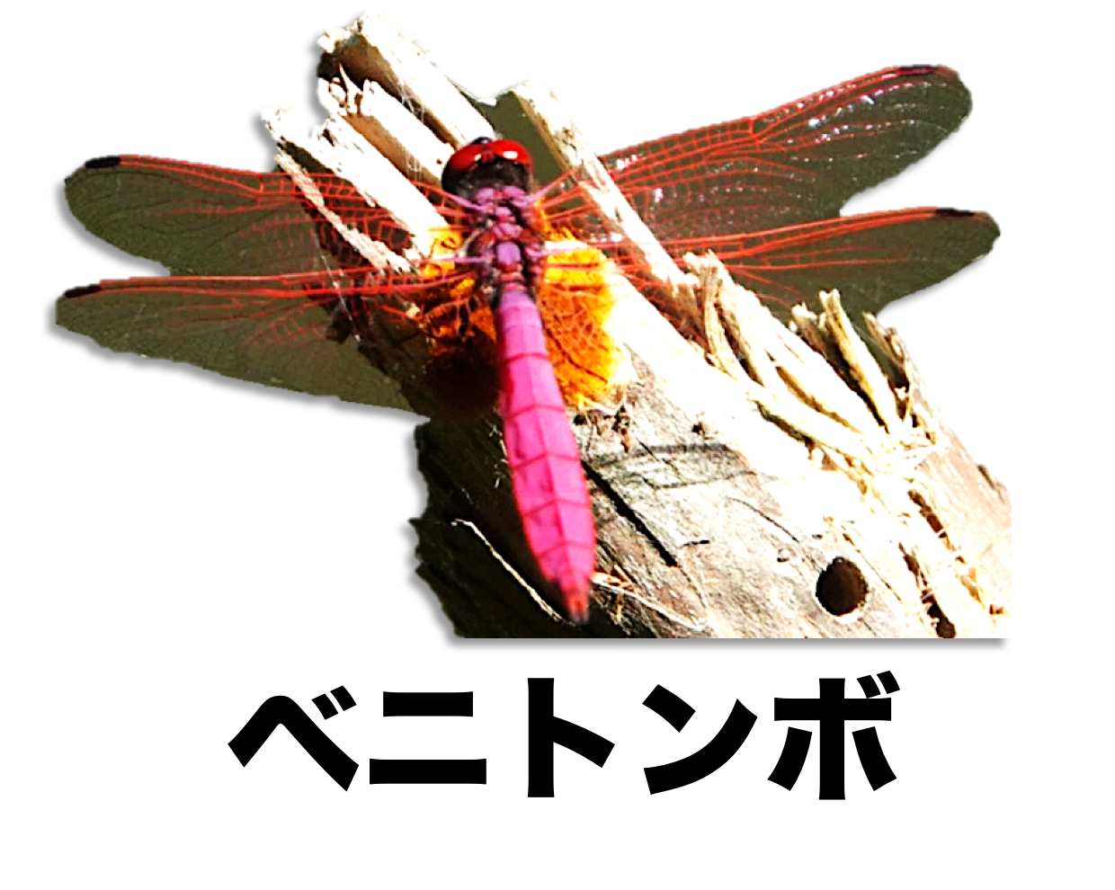 ベニトンボ 公式 石川流域生きものミュージアム 雨ふる大地の水辺保全ネットワーク