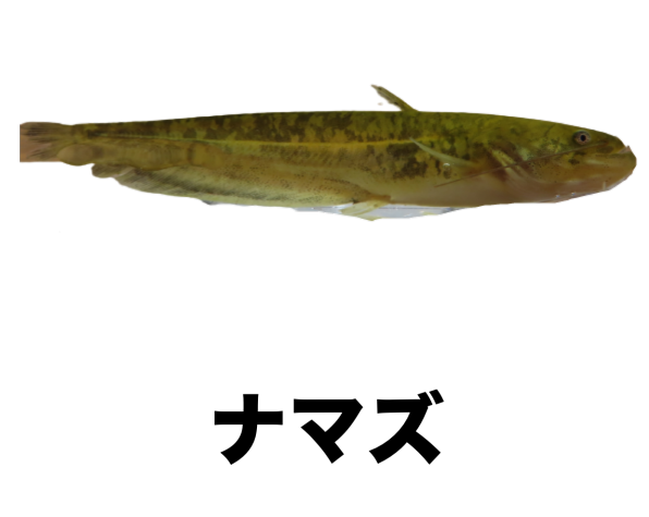 イワトコナマズ(30cm±)△ - 魚銀座m8堂＆リベルめだか